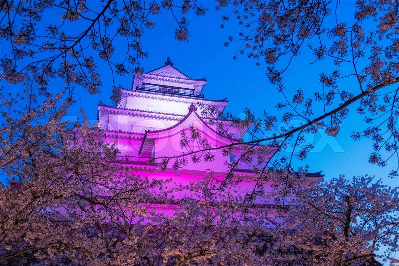 Light up at Tsuruga Castle (Aizu castle) surrounded by hundreds of sakura trees, stock photo