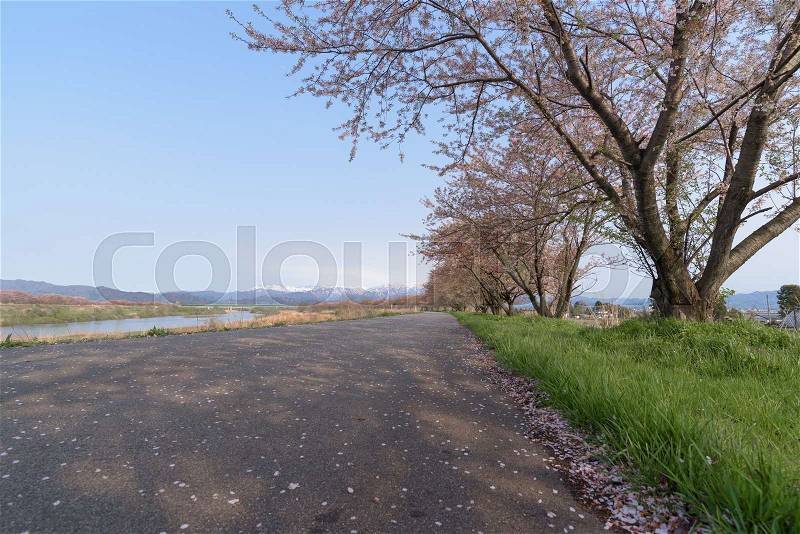 Path way and Cherry blossoms tree, stock photo