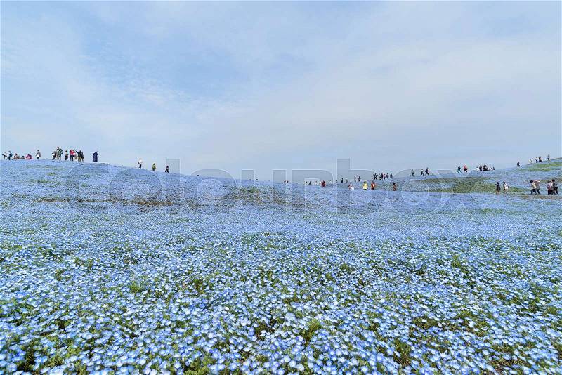 Nemophila, flower field at Hitachi Seaside Park in spring, Japan, stock photo
