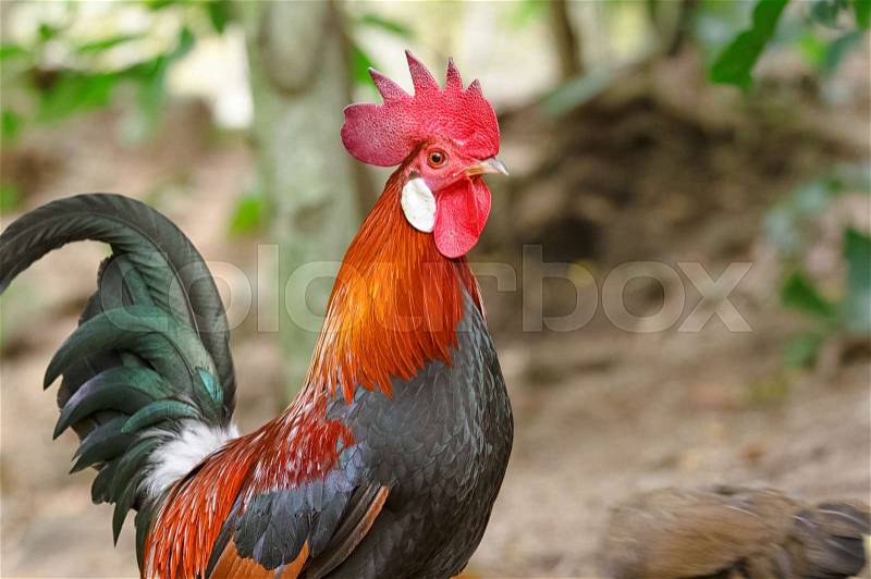 Colorful rooster or fighting cock in the farm, stock photo