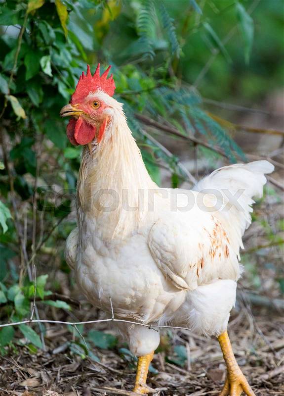 Image of white hen on nature background, stock photo