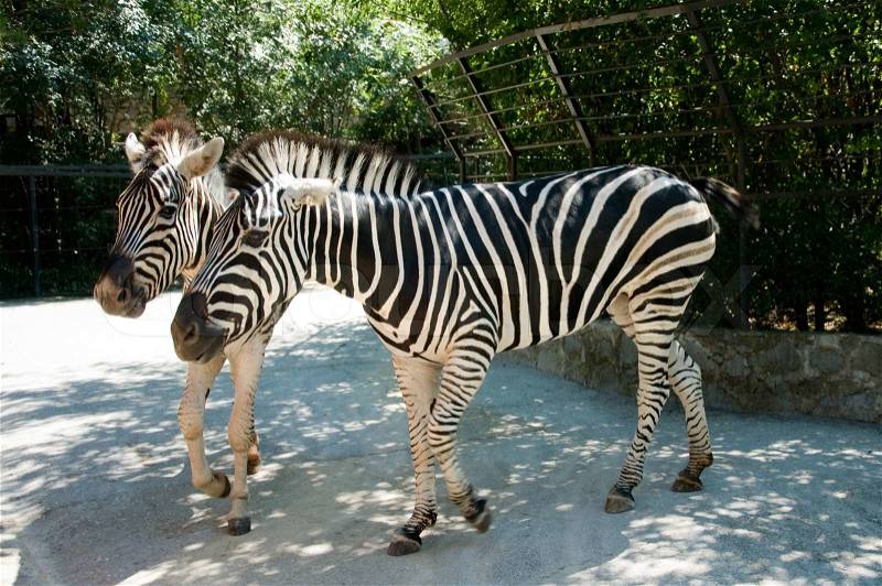 Two cute zebras in the zoo, stock photo