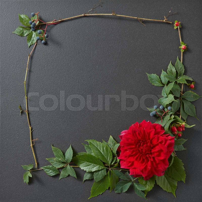 Fresh red rose frame border isolated and copyspace for text on black background, stock photo