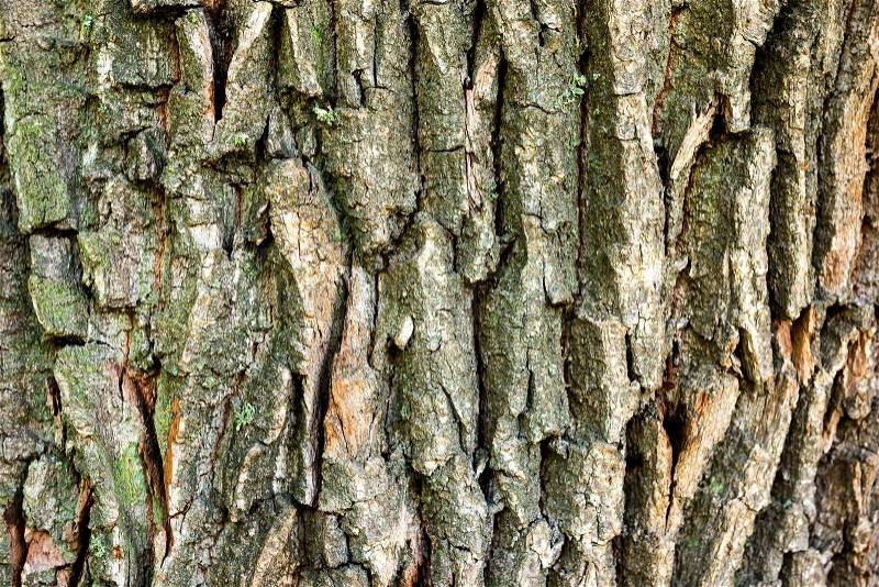 Macro shot of oak tree bark texture can be used for natural background, stock photo