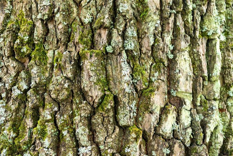 Macro shot of oak tree bark texture can be used for natural background, stock photo