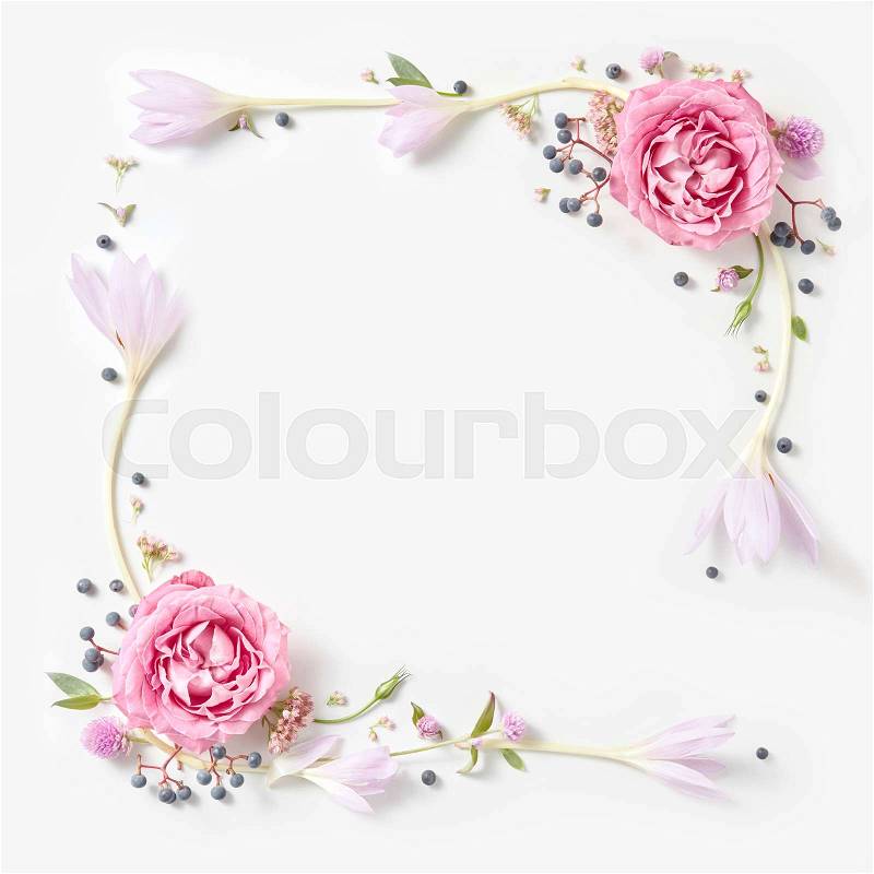 Fresh pink roses frame border isolated and copyspace for text on white background, stock photo