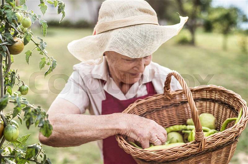 Senior woman in her garden harvesting green pepper, tomatoes and pears, stock photo