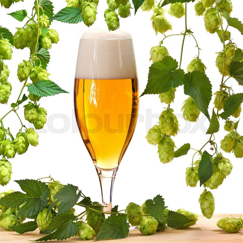 Glass of beer with hops on the white background, stock photo