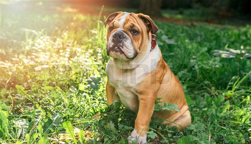 English bulldog pup in the grass,selective focus , stock photo