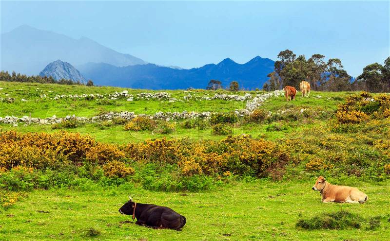 Cow herd on summer blossoming hill with stones and yellow bushes, stock photo