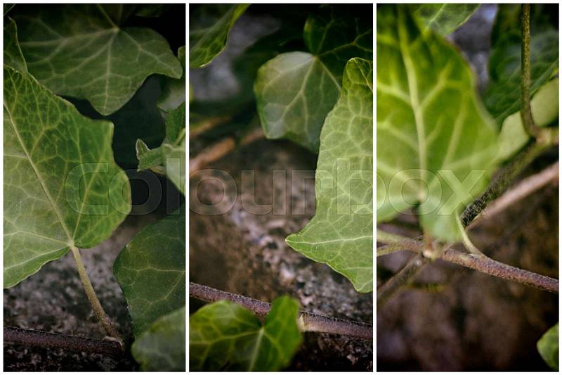 Close up fresh green Ivy gourd leaves set retro, stock photo