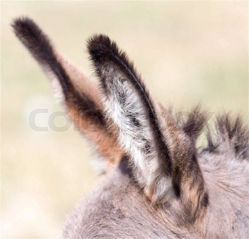 Donkey ears on nature, stock photo