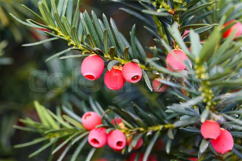 Yew tree with red fruits. Taxus baccata, stock photo