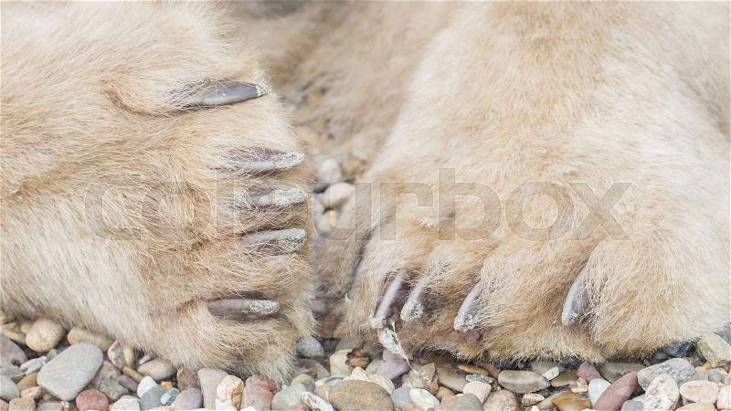Polar bear on rocks, extreme close-up on paws, stock photo