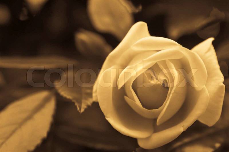 Close up picture of a rose - vintage concept, stock photo