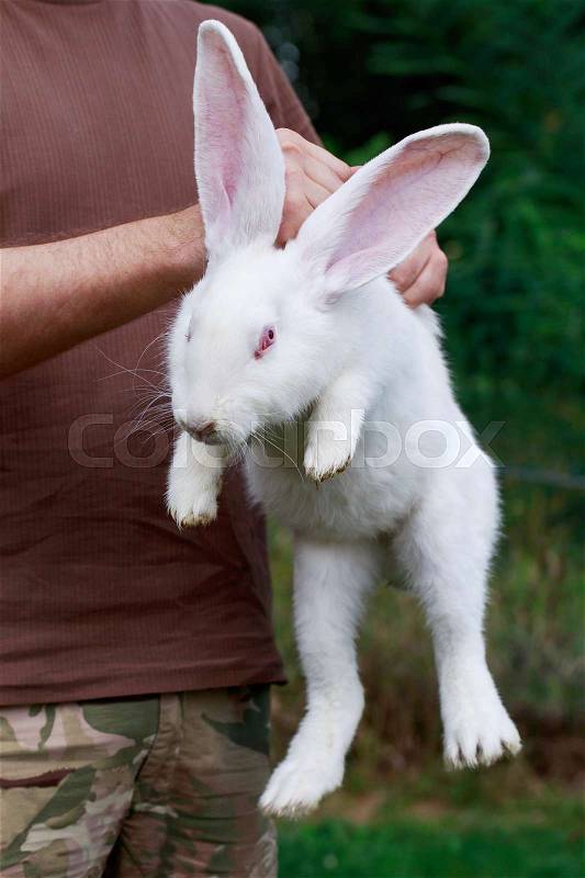 The young man holding in hands a white rabbit, stock photo