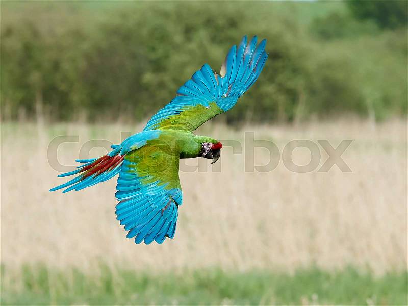 Military Macaw in flight with vegetation in the background, stock photo