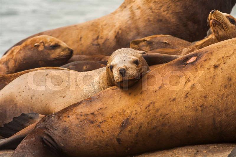 Rookery Steller sea lions. Fauna of Kamchatka Peninsula, stock photo