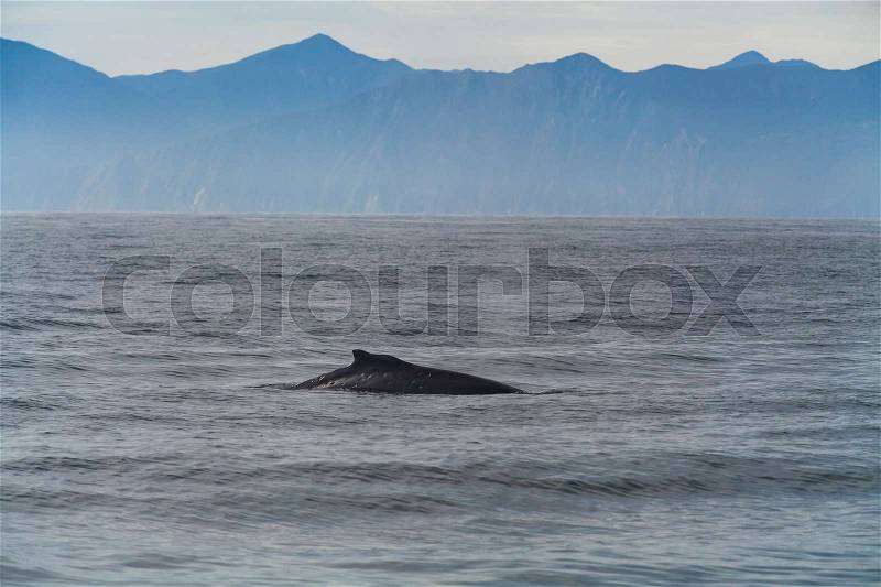 Humpback whale in the Pacific Ocean. At the coast of the Kamchatka Peninsula, stock photo
