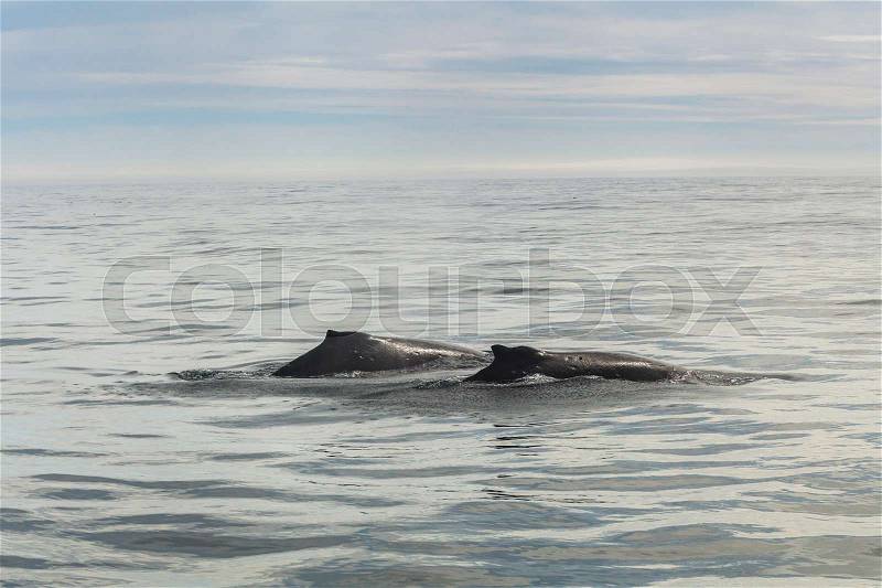 Humpback whale in the Pacific Ocean. At the coast of the Kamchatka Peninsula, stock photo