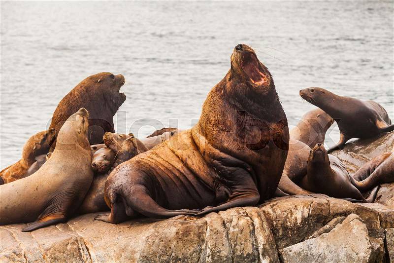 Rookery Steller sea lions. Fauna of Kamchatka Peninsula, stock photo