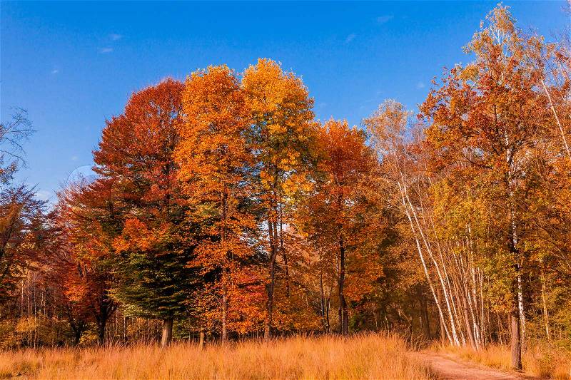 Autumn forest landscape. Golden autumn scenery. Autumn. Fall. Autumnal Park. Autumn Trees and Leaves, stock photo