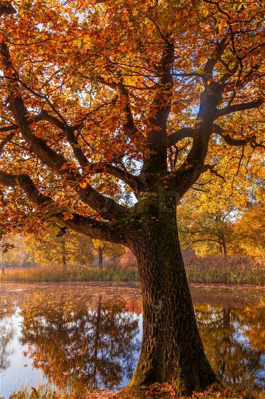 Autumn forest landscape. Golden autumn scenery. Autumn. Fall. Autumnal Park. Autumn Trees and Leaves, stock photo