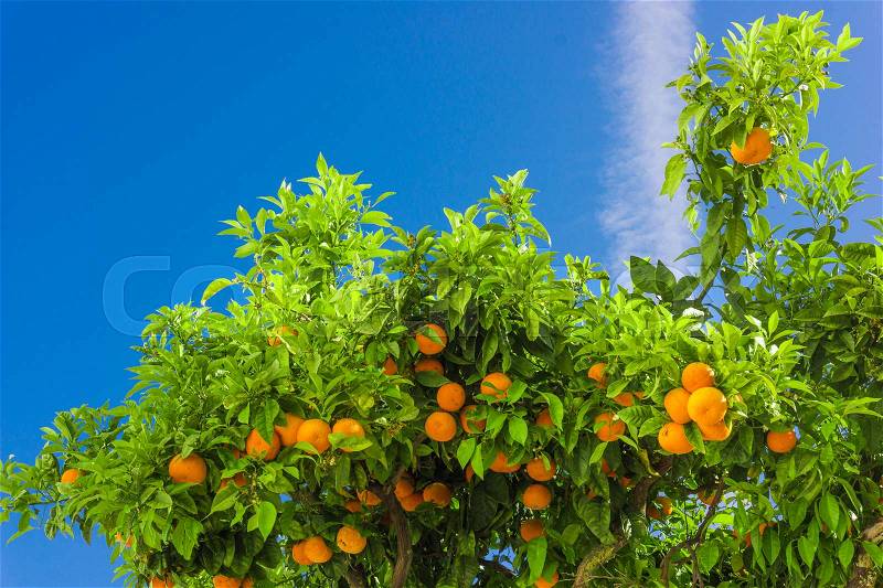 Orange tree. oranges hanging on branch, orange orchard, stock photo