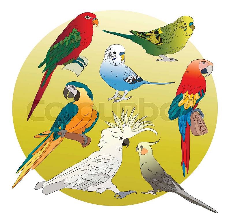 Different Parrots set. Tropical parrots feather zoo birds, tropical fauna macaw flying ara. Various exotic birds set with parrots vector illustration, vector