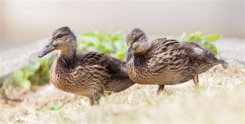 Two juvenile mallard ducks standing in the grass, stock photo