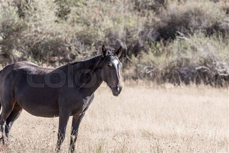 A horse in a pasture in the fall, stock photo