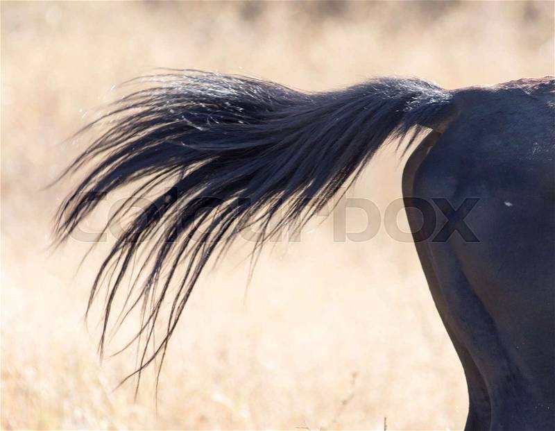 Tail of a horse on nature, stock photo