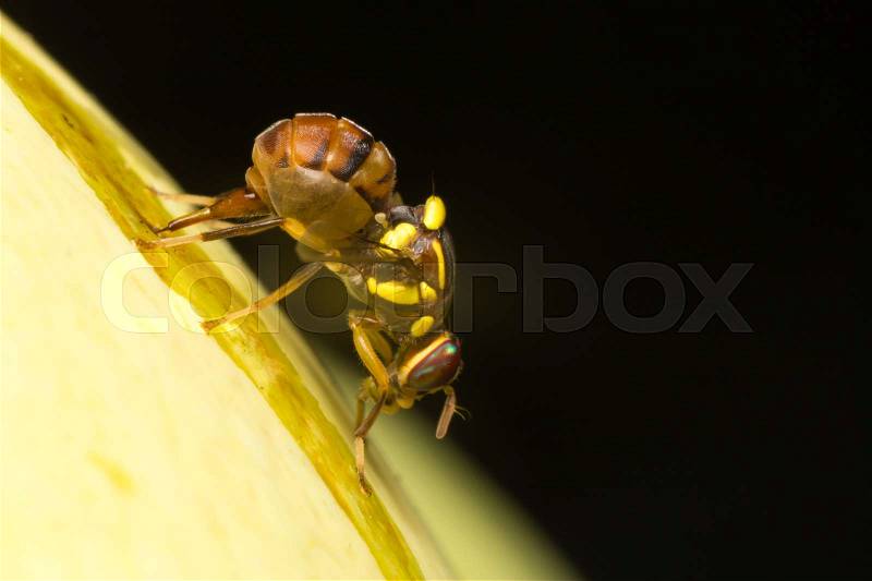 Macro small insects. A small insect perched on a tree in the garden, stock photo