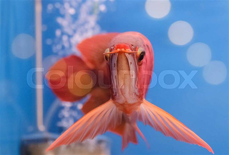 Asian arowana red fish,dragon fish, stock photo