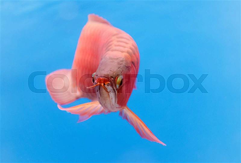 Asian arowana red fish,dragon fish, stock photo
