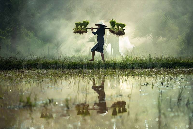 Woman farmers grow rice in the rainy season. They were soaked with water and mud to be prepared for planting. wait three months to harvest crops, stock photo
