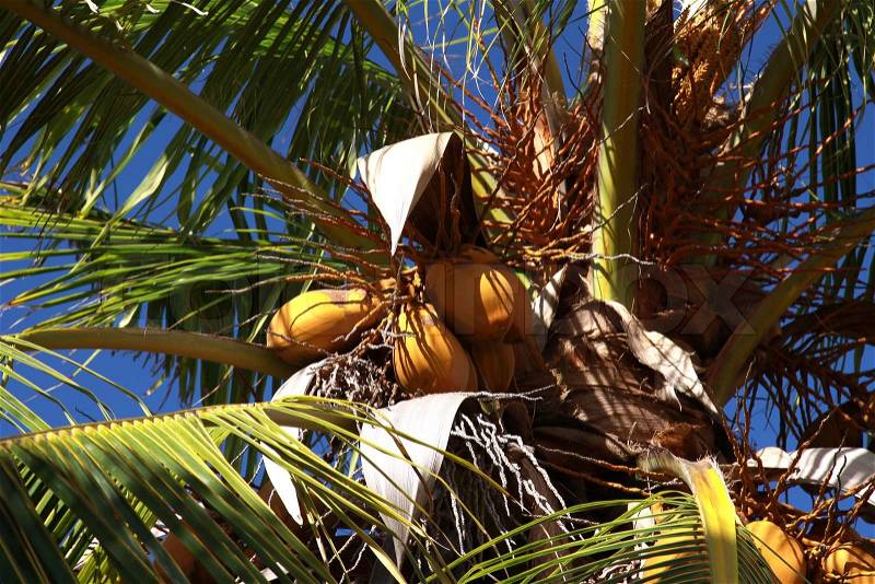 Coconut Palm Tree. Caribbean, Cuba, stock photo