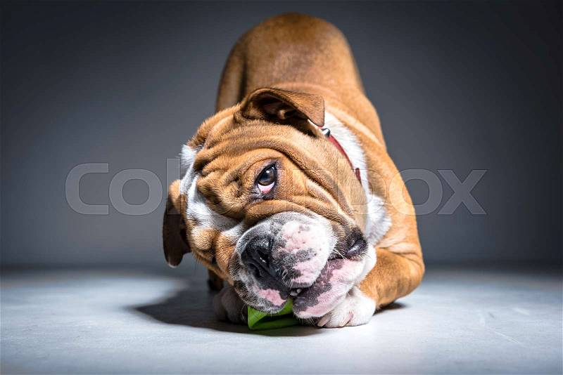 Portrait of playful English bulldog pup in the studio, stock photo