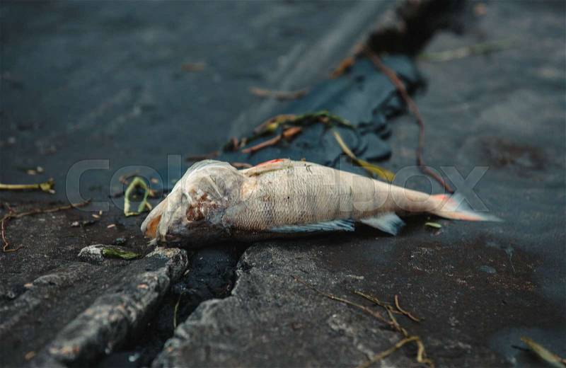 Bloated, dead, poisoned fish lies on the bank of the river. Environmental pollution. The impact of toxic emissions in the aquatic environment, stock photo