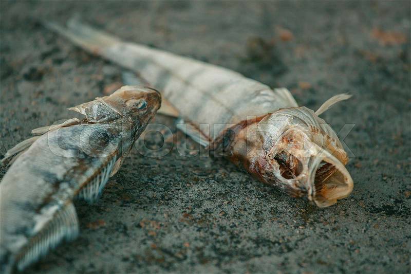 Bloated, dead, poisoned fish lies on the bank of the river. Environmental pollution. The impact of toxic emissions in the aquatic environment, stock photo