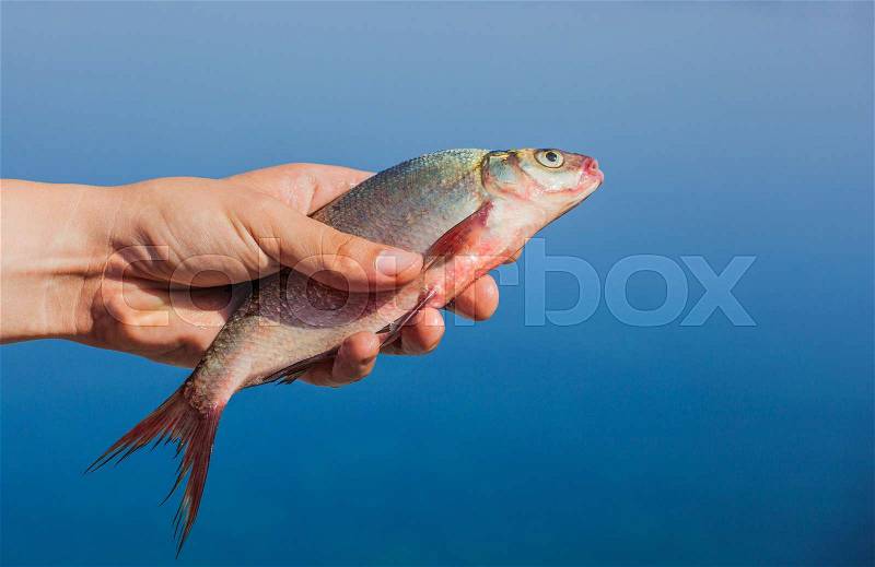 Fisher man holding in his hand caught, river fish on the background of the river, stock photo