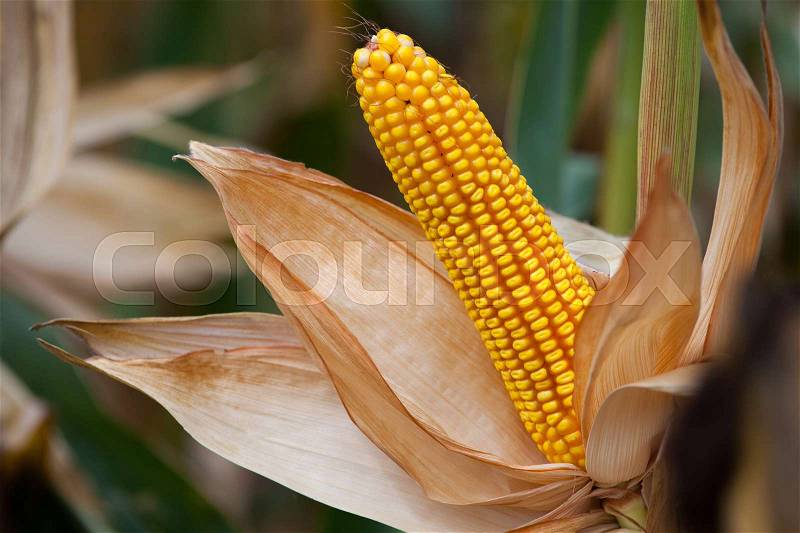 Ripe, yellow ear of sweet corn on the field. Collect corn crop, stock photo
