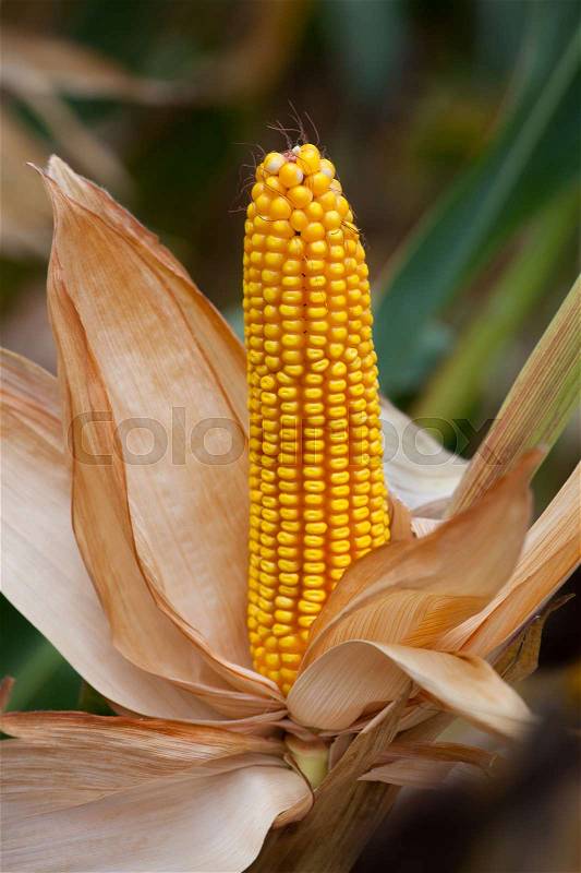 Ripe, yellow ear of sweet corn on the field. Collect corn crop, stock photo