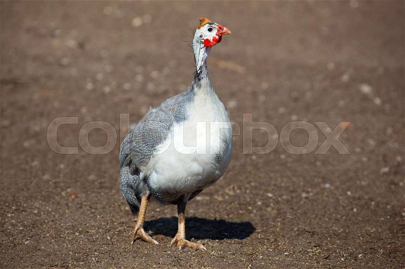 One adult bird - guineafowl afternoon walks on a pasture in the aviary on the farm. Breeding animals at home, stock photo