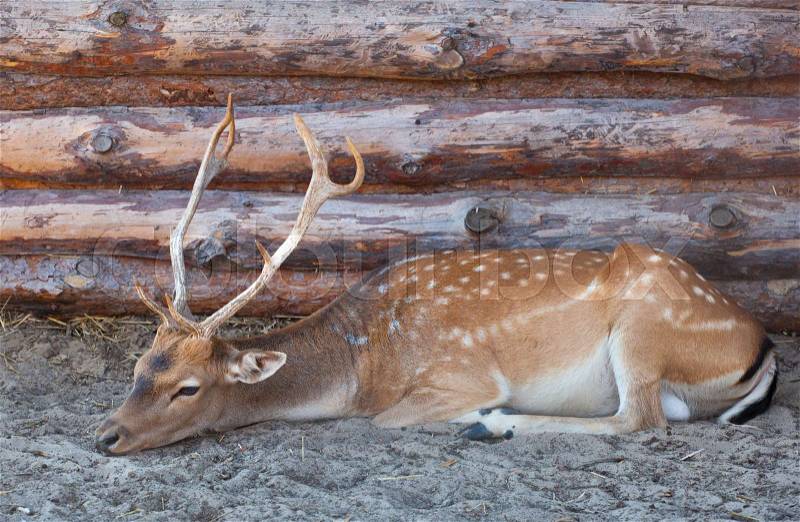 Young male deer with big, beautiful horns lying on the sand with straw near a house in the forest ranger. Animals in the wild, stock photo