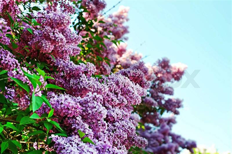 Branch of lilac flowers, shallow depth of field, stock photo