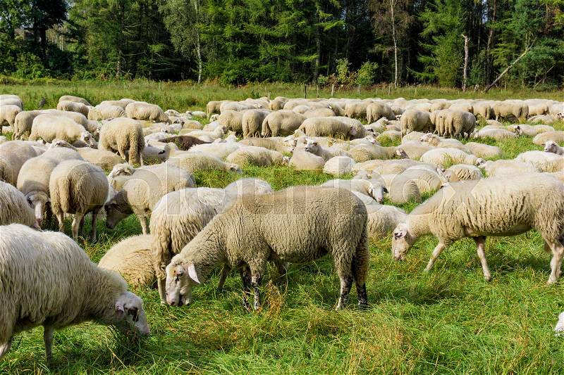 Flock of sheep grazing. sheep in meadow, stock photo