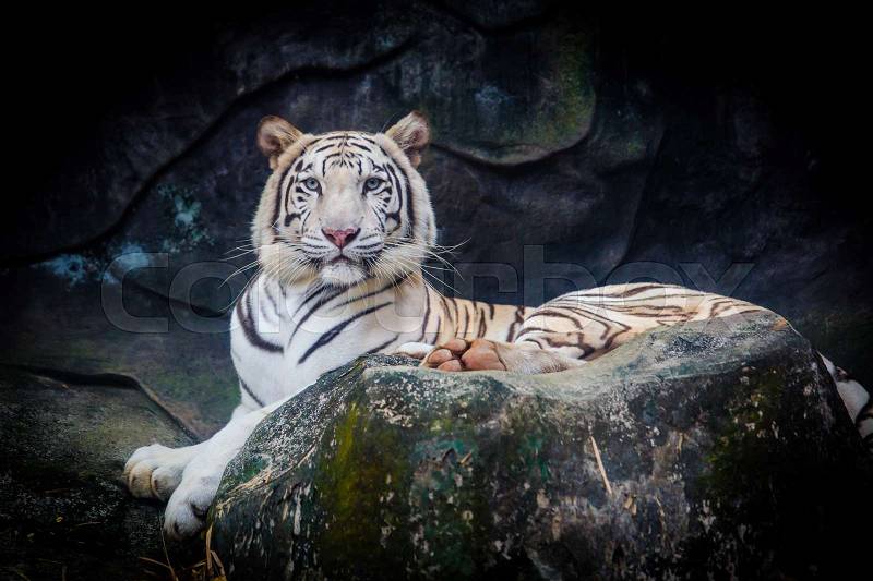 White tiger. Tiger On a Rock, stock photo