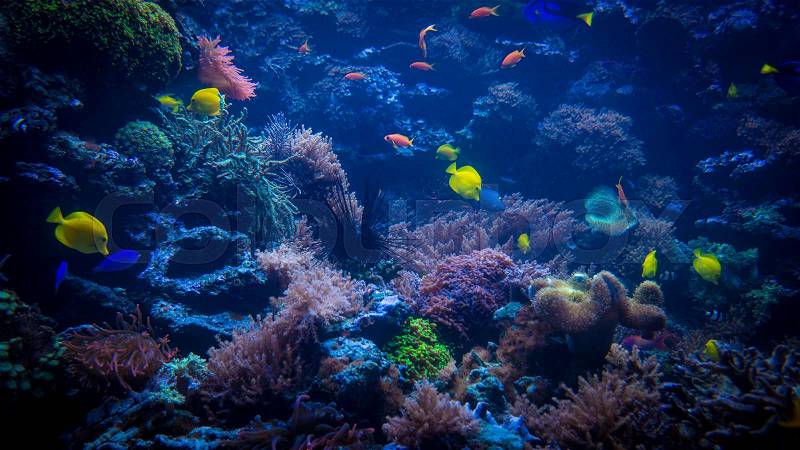 Tropical fishes meet in blue coral reef sea water aquarium. Underwater paradise. beautiful underwater world, stock photo