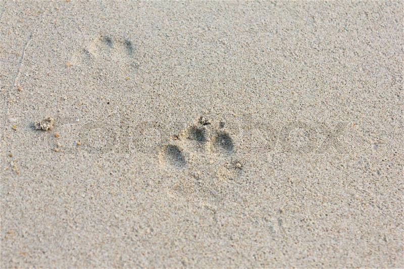 The Dog Footprints on the Sand beach, stock photo